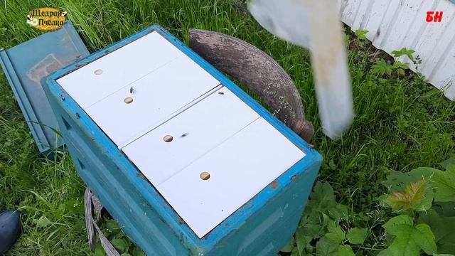 заселение нуклеуса летной пчелой, пчеловодство смотреть онлайн