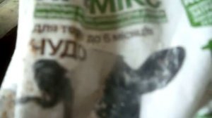 Как кормить бычков  голштинской породы