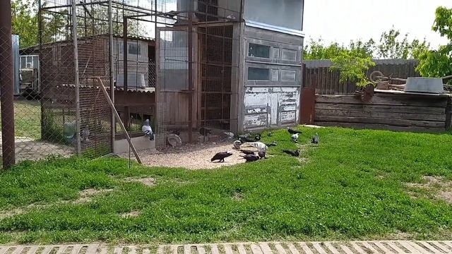 Бойные голуби на посадке чёрный муроголовый чубатый смотреть онлайн