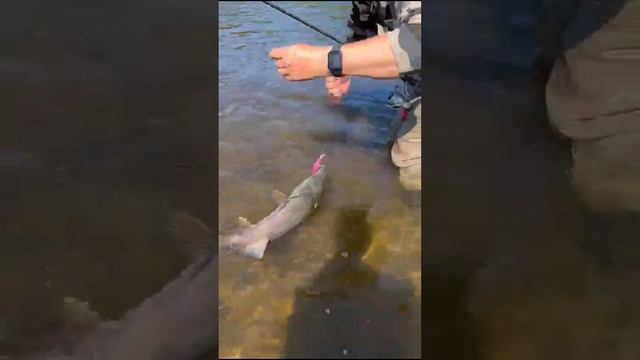 Ловля кеты на воблер 80 мм (13 гр) от Mr. Musurok