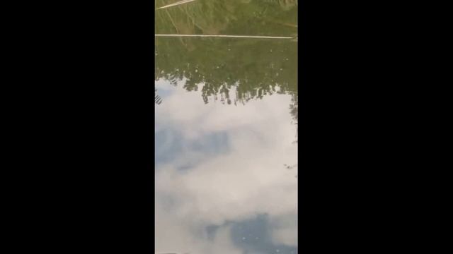 Амур ест камыш и поклёвка./Grass carp eats reeds and caught. смотреть онлайн