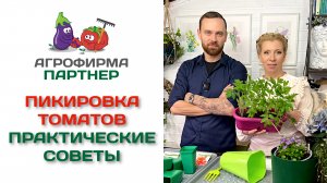 Пикировка томатов. Практические советы