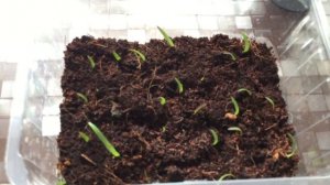 Цветение гиппеаструма выращенного из семян.