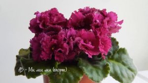 ФИАЛКИ С КОТОРЫМИ Я ХОЧУ РАСПРОЩАТЬСЯ ? Весенняя ревизия фиалок