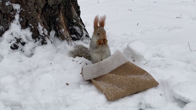 Белки в снегопад + наши кормушки во дворе | Squirrels in the snow + our feeders in the yard смотреть онлайн