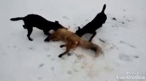 Охота с ягдтерьером