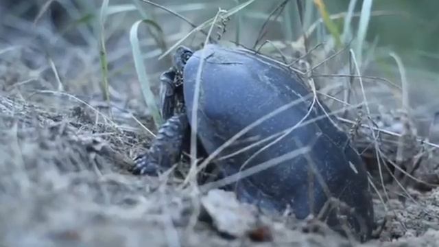 Дикая природа Украины.Великий луг.Национальный парк. смотреть онлайн