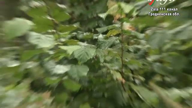 Кто и как ищет пропавших людей в лесу и как не заблудиться в нем смотреть онлайн