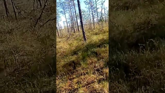 Сбор клюквы блюдцем смотреть онлайн