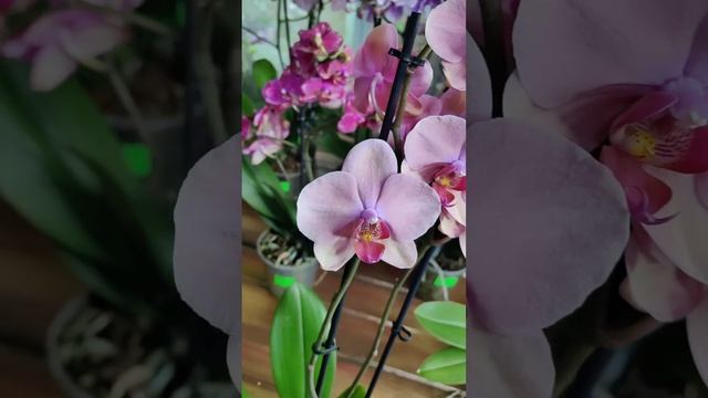 Завоз сортовых фаленопсисов ,бабочек и пелоров. 7.06.2023г ZEBOORHIDS ORCHORAY смотреть онлайн