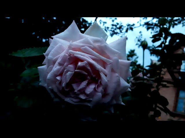 Раннее утро в Саду на трех холмах смотреть онлайн