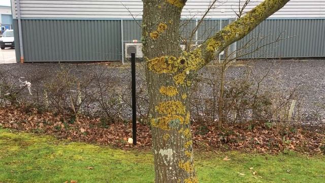 Sessile oak (Quercus petraea) - trunk - April 2018 смотреть онлайн