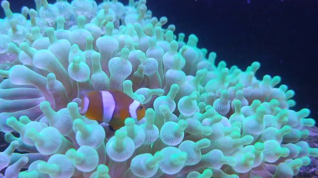 Anemone and clownfish fish on a warm suer day in Hyderabad. смотреть онлайн