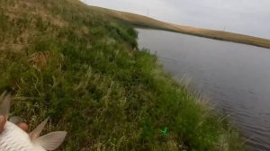 ловля Сазана на макушатник в Ростовской области. Маныч2021.