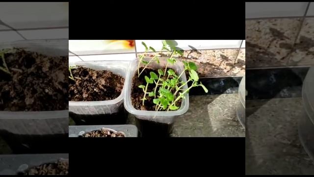 Рассада 2021 года!!! Семена которые уже посадили!!! смотреть онлайн