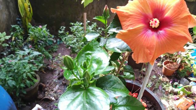 Hibiscus Plant Care, Soil etc...... смотреть онлайн