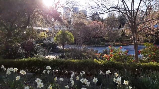 Центральный парк Манхеттен 8 апреля 2020 смотреть онлайн