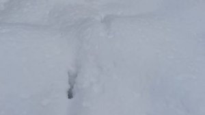 Один день в лесу на мотособаке Койра Богатырь с толкачем.