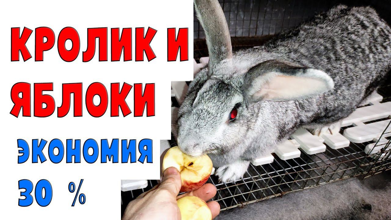 Яблоки кроликам / Экономия 30 % смотреть онлайн