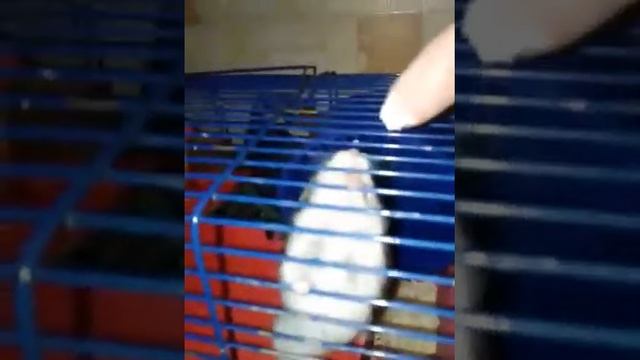 Смешной хомяк#1 смотреть онлайн