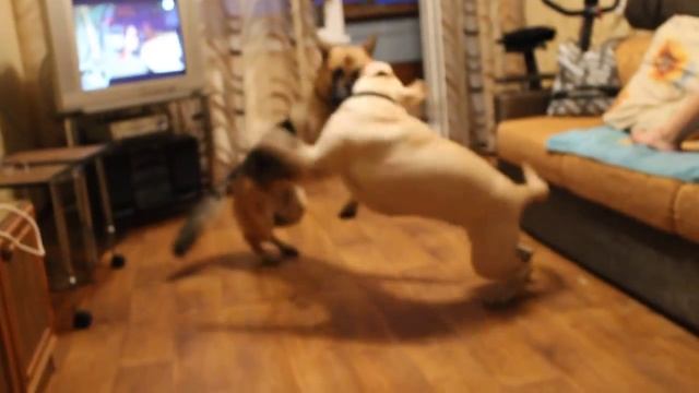 Овчарка и лабрадор смотреть онлайн