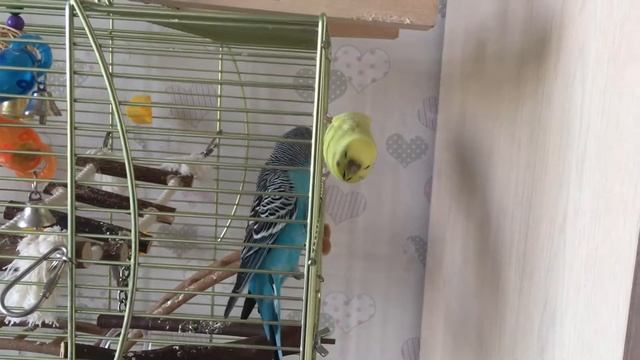 Волнистая любовь. Тоша любит Еву. Милые попугайчики. #попугай #волнистики #волнистаялюбовь #love