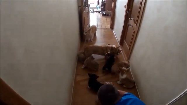 Корги! Москва! все данные в описание !!! смотреть онлайн