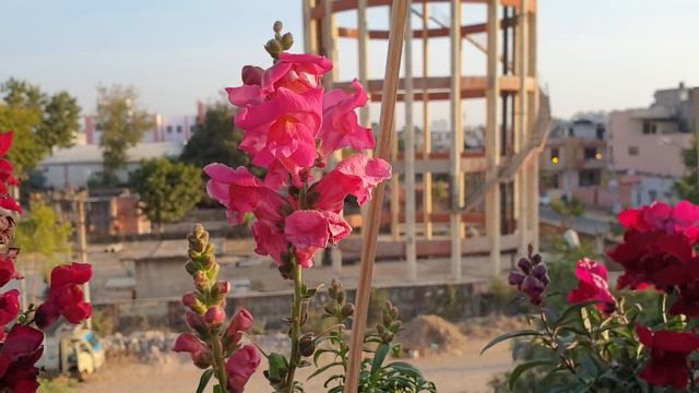 How To Grow And Care Dog Flower / Snapdragon Plant || Fun Gardening