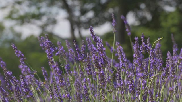 たんばらラベンダーパーク A summer resort with a spectacular lavender field 群馬県 観光 смотреть онлайн