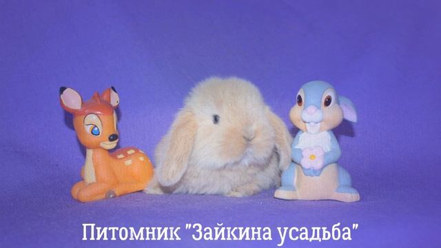 ДОМАШНИЕ карликовые КРОЛИКИ. Фото. Питомник. Цена от 5000 руб. смотреть онлайн