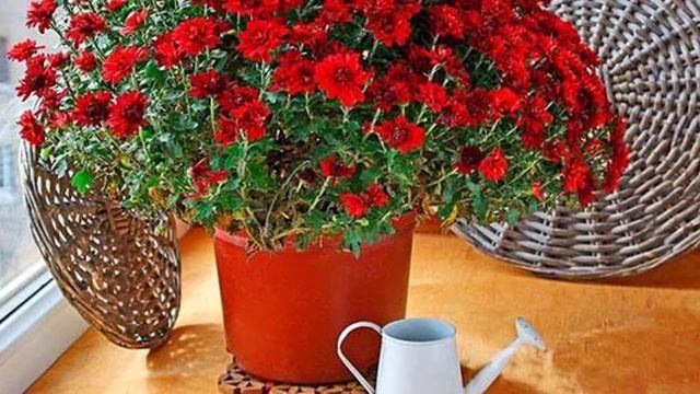 Как ухаживать за комнатной хризантемой смотреть онлайн