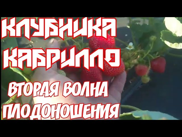 КЛУБНИКА КАБРИЛЛО Вторая волна плодоношения смотреть онлайн