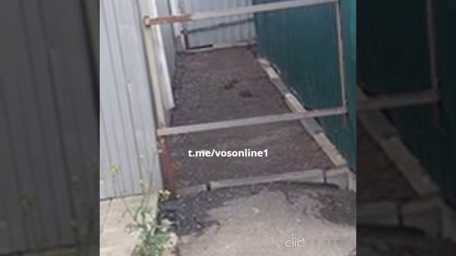Из-за магазина 