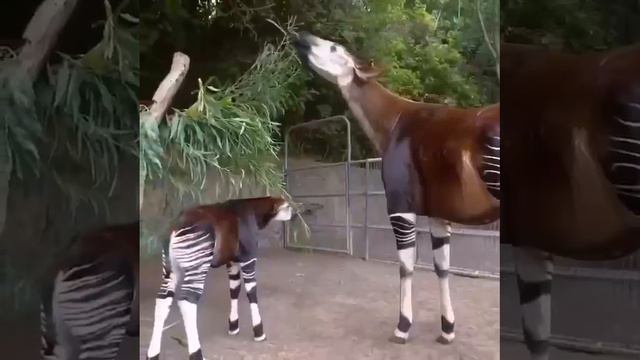 The okapi is similar in appearance to a horse, has some zebra markings, and its closest relative is# смотреть онлайн