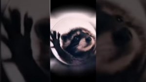 ЕНОТ ТАНЦУЕТ ПЕДРО ПЕДРО ⧸ RACCOON DANCING PEDRO PEDRO ⧸ Танцующий енот мем