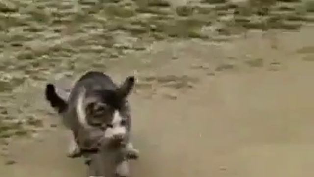 КоТ против змеи! Ужас(( смотреть онлайн