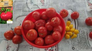 Томат "Снегирь" - опять обманули?