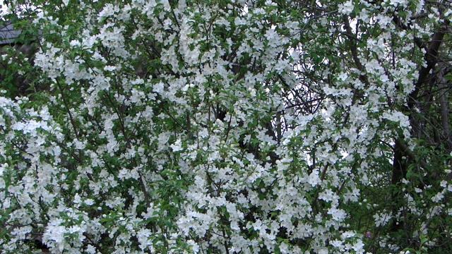 Цветущая груша и пение соловья. смотреть онлайн