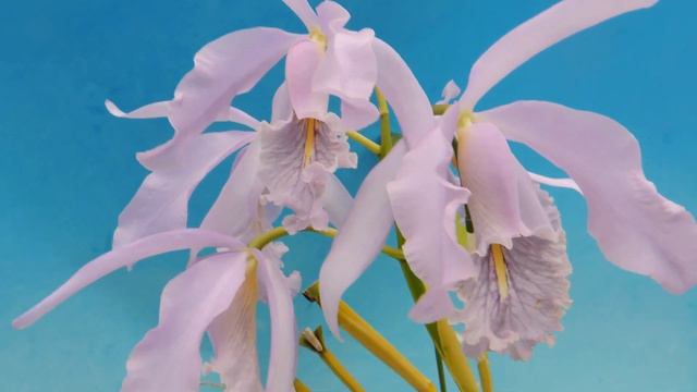 Cattleya maxima f.coerulea `Mauve Sky' (orchid) смотреть онлайн