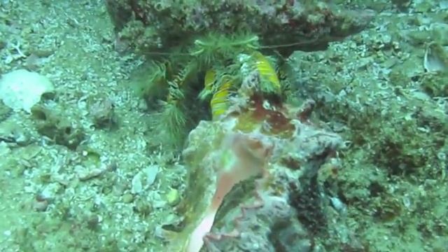 Краб-отшельник и его добыча смотреть онлайн