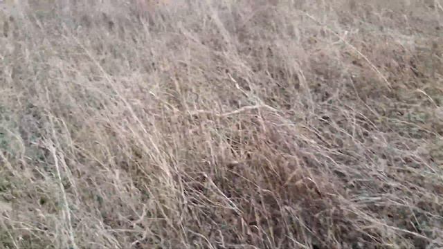 Эстонская гончая смотреть онлайн