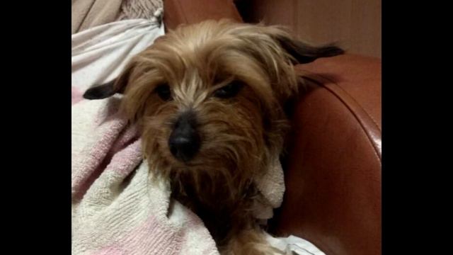 Бедную собачку все время прогоняли с заправки, где она искала помощи смотреть онлайн