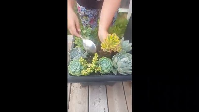 How To Plant A Succulent Arrangement | Stunning Succulents |