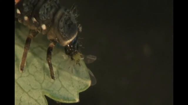 Peach-clematis aphid food web 2020 смотреть онлайн