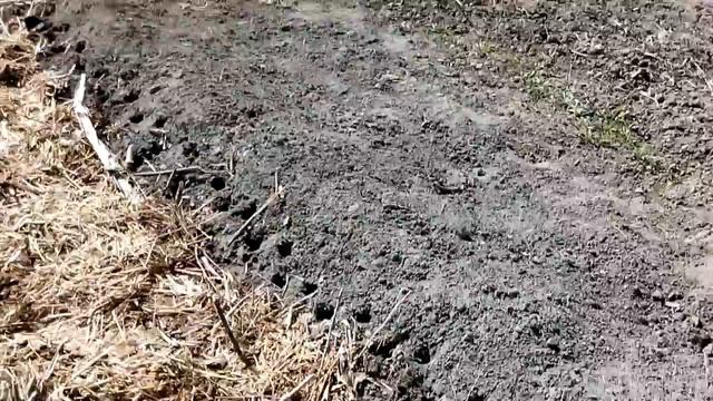 УКРАЇНСЬКА РОДЮЧА ЗЕМЛЯ  ВЕСНА