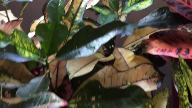 My croton plant collection смотреть онлайн