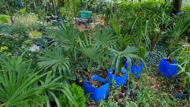 ПАЛЬМЫ ДЛЯ ПОСАДКИ В ГЕЛЕНДЖИКЕ НАЙДЕНЫ И КУПЛЕНЫ, СКОРО ПОСАДКА. СПАСИБО ВСЕМ смотреть онлайн