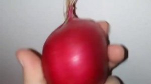 Что не любит редис. 7 основных ошибок в уходе