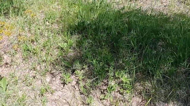 Экстремальная прогулка подъём в гору к водокачке и прогулка по лесу в Саратове. смотреть онлайн