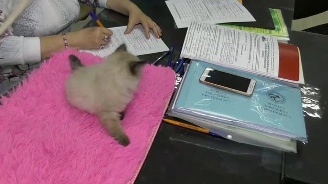 Международный статус в фелинологии. смотреть онлайн